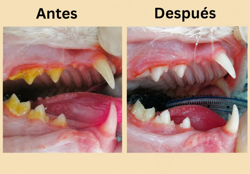 Salud dental del gato